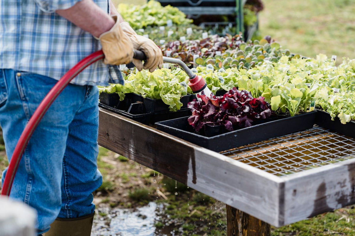 Tending young plants in a garden