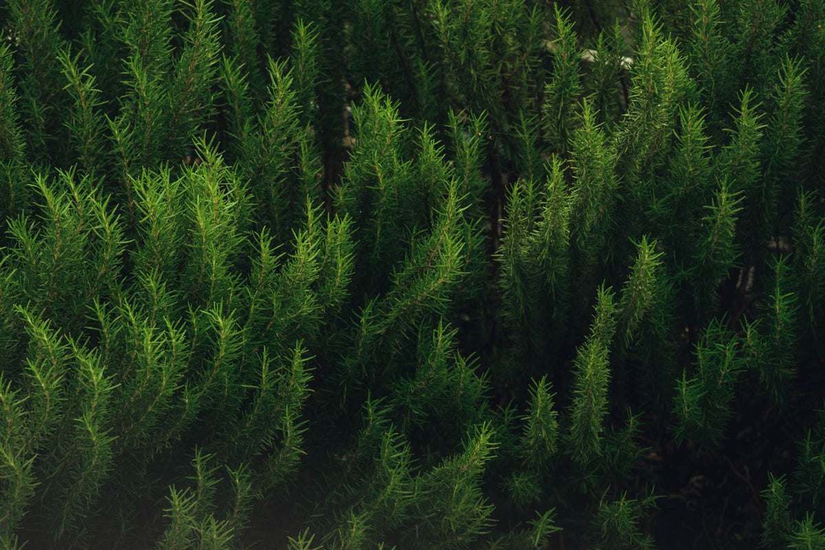Fresh rosemary