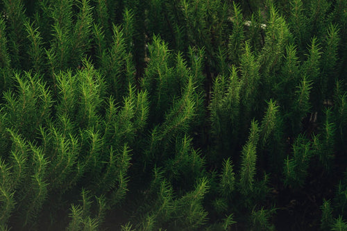 Fresh rosemary